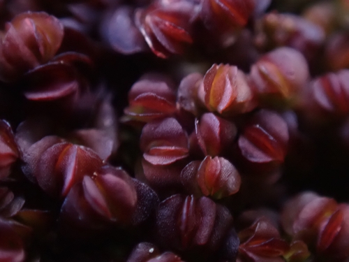 Image of Mylia taylorii by (c) Elias, some rights reserved (CC BY)