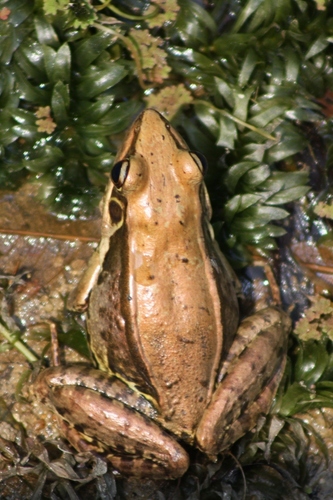 Guenther's Frog, photo 5 of 8