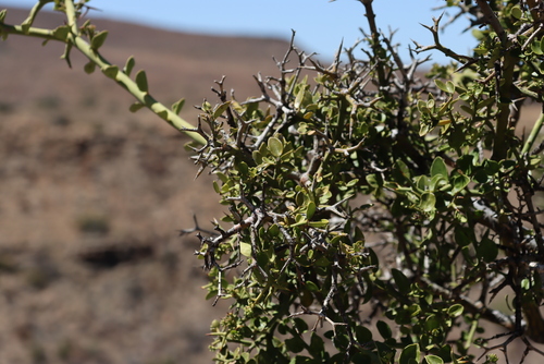 Image of Carissa haematocarpa by (c) Tony Rebelo, some rights reserved (CC BY-SA)