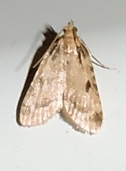 Aglossa costiferalis