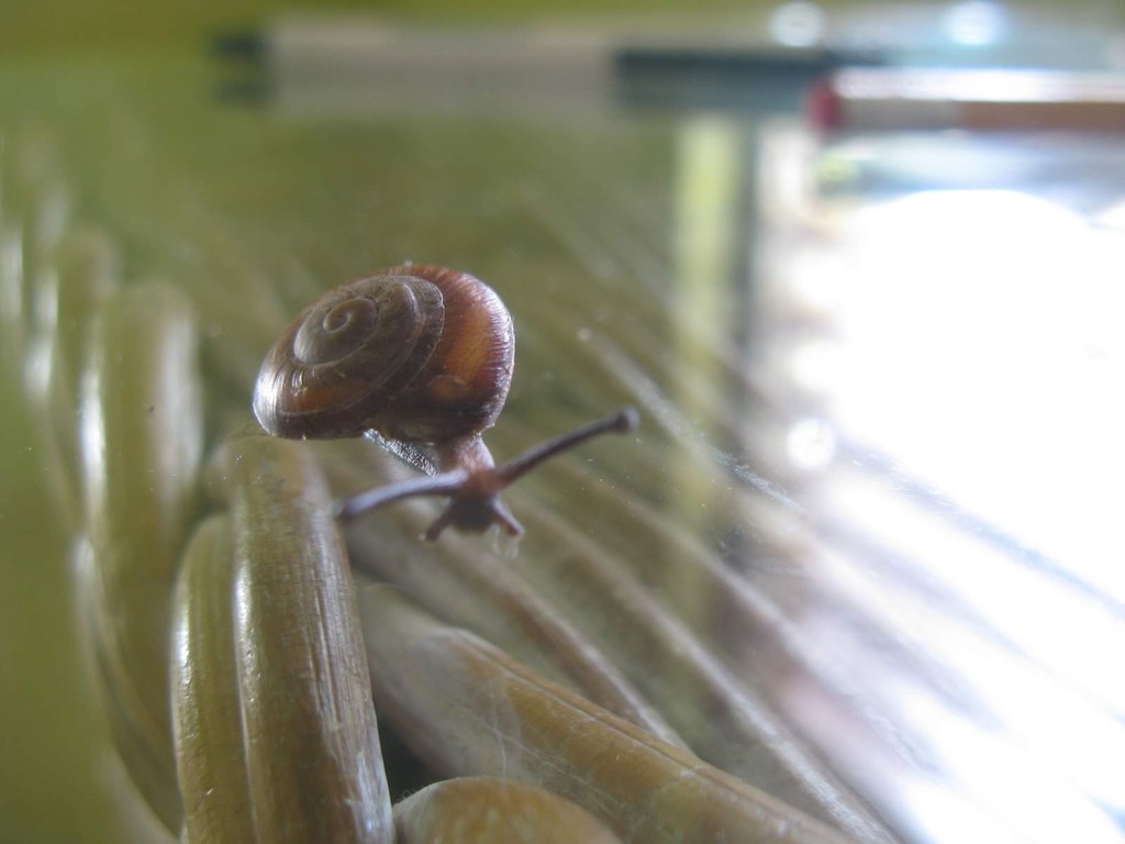 Pleurodonte josephinae