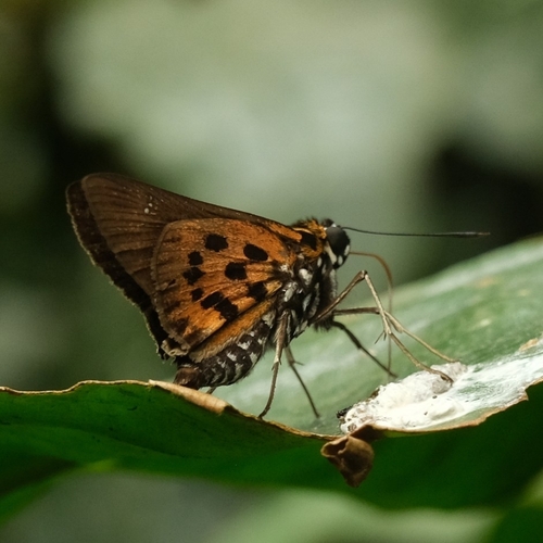 Evans’ Acraea Skipper