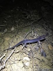Plethodon metcalfi