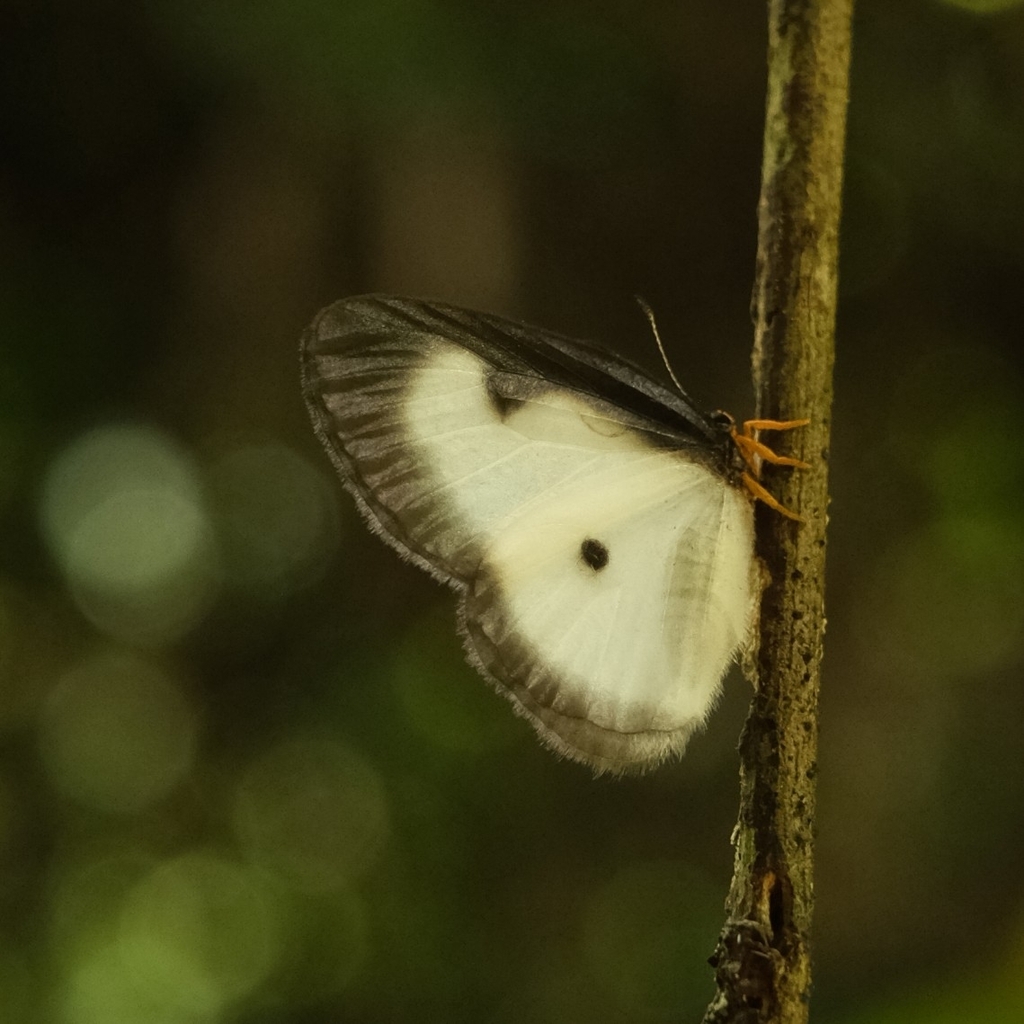 Western Glasswing