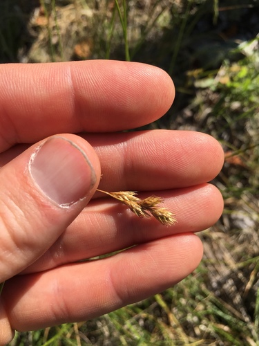 Carex foenea (Carex foenea)