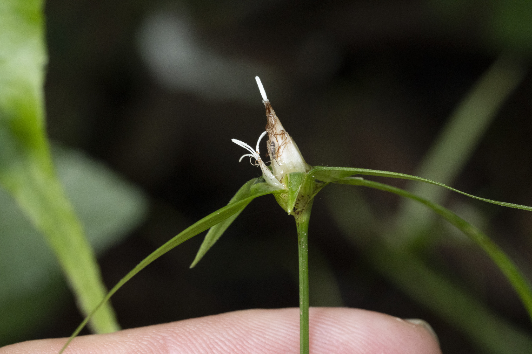 Rhynchospora radicans