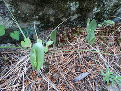 Malaxis macrostachya