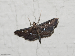 Diathrausta reconditalis