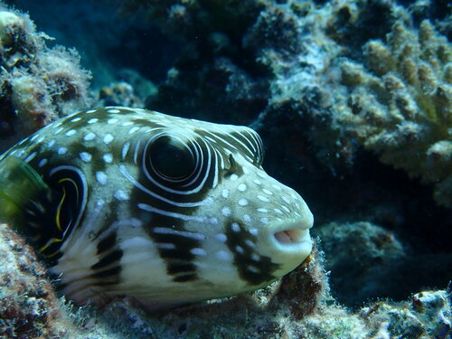 Photo of White-spotted puffer (Arothron hispidus)