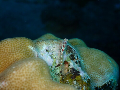 Bluebell Blenny — seen at this dive site