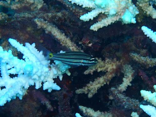 Fiveline Cardinalfish — seen at this dive site