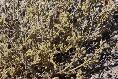 Image of Hermannia vestita by (c) Tony Rebelo, some rights reserved (CC BY-SA)
