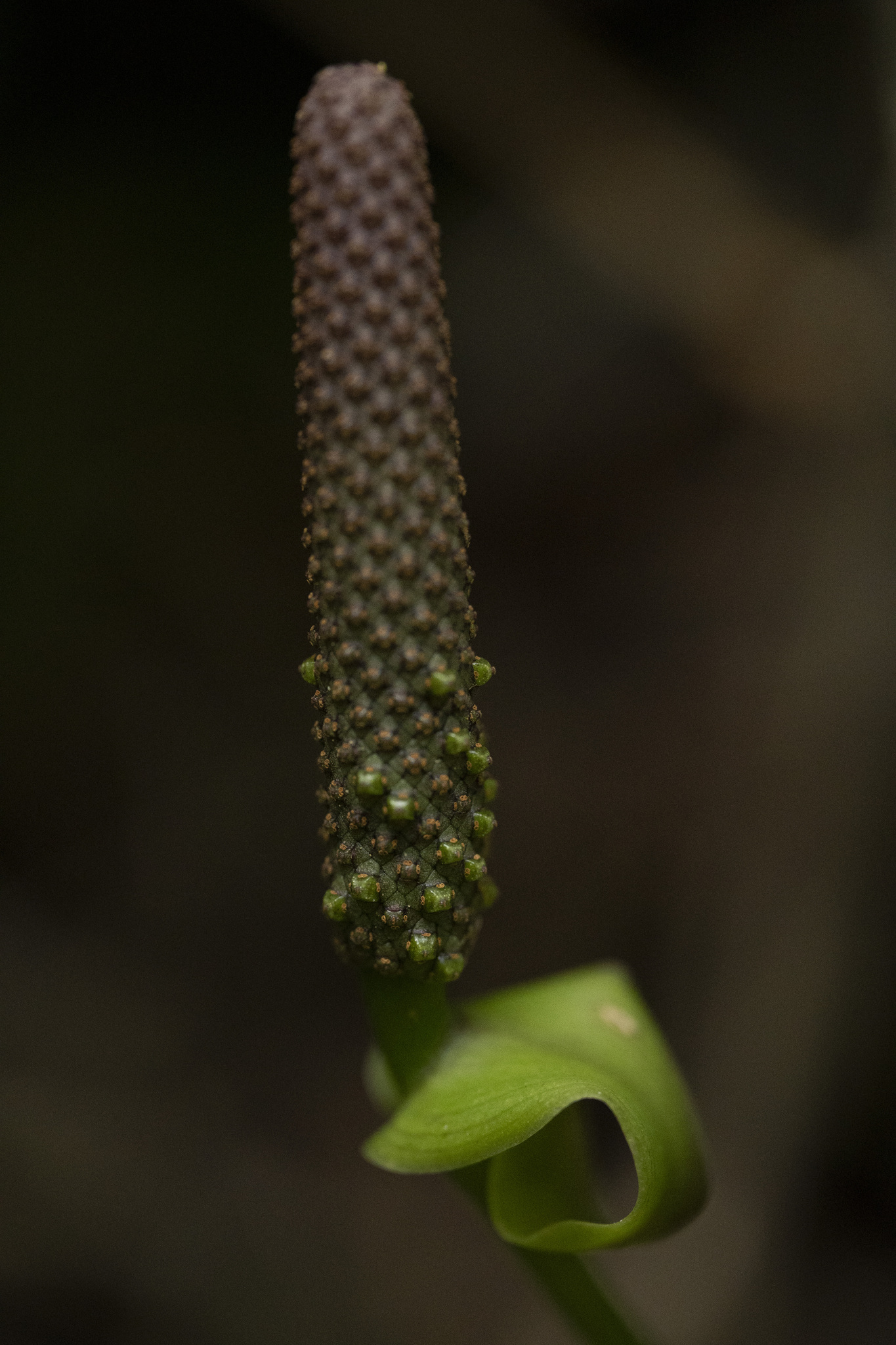 Organ Mountain Laceleaf (Anthurium cordatum)  iNaturalist