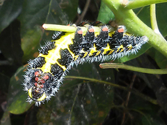 Copaxa multifenestrata