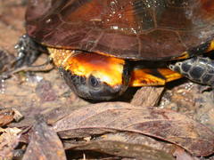 Platemys platycephala
