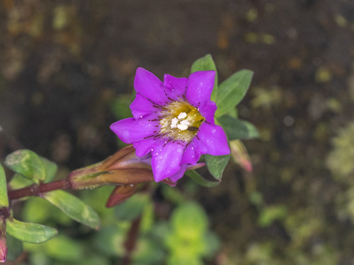 Gentiana rubicunda, 2023-05-02