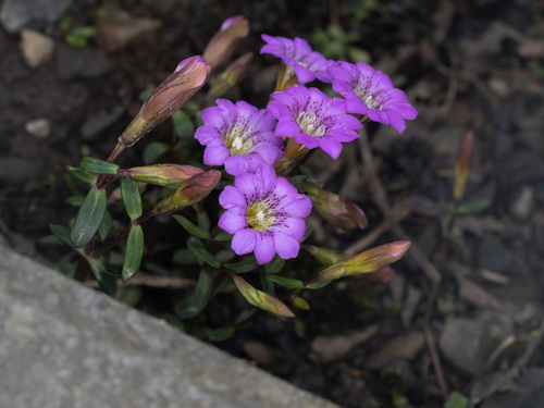 Gentiana rubicunda, 2023-05-02