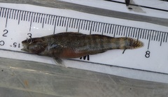 Gumbo Darter photo 2