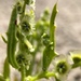 Cycloloma atriplicifolium - Photo (c) Nova Patch (they/them), μερικά δικαιώματα διατηρούνται (CC BY-SA), uploaded by Nova Patch (they/them)