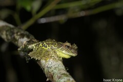 Mossy Bush Frog