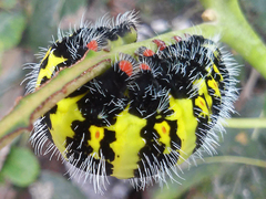 Copaxa multifenestrata