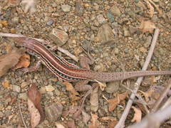 Medopheos edracanthus