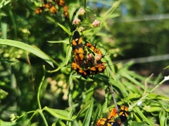 Oncopeltus spectabilis