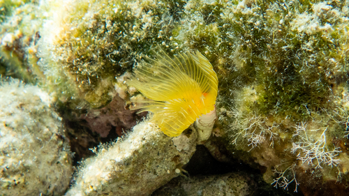 Photo of Pink fanworm (Protula tubularia)