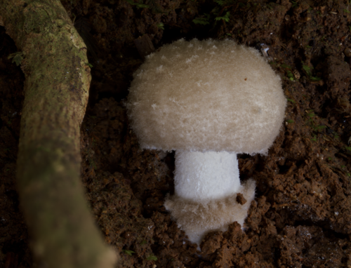 Amanita subvaginata