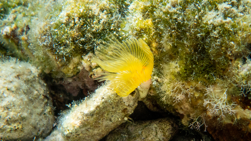 Photo of Pink fanworm (Protula tubularia)
