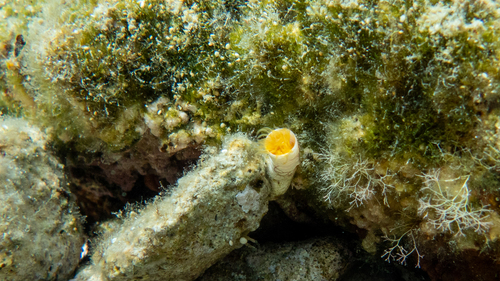 Photo of Pink fanworm (Protula tubularia)