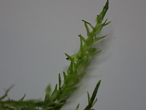 Image of Calliergon cordifolium by (c) Maria, some rights reserved (CC BY)