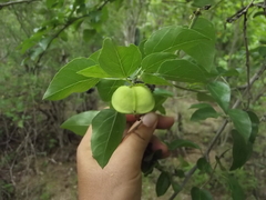 Jatropha cordata