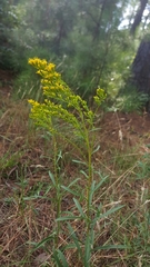 Solidago pinetorum