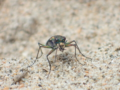 Cicindela oregona oregona