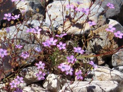 Gilia cana