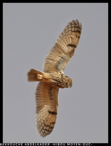 Long-eared Owl
