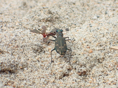 Cicindela oregona oregona