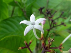 Palicourea domingensis