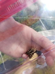 Apantesis williamsii