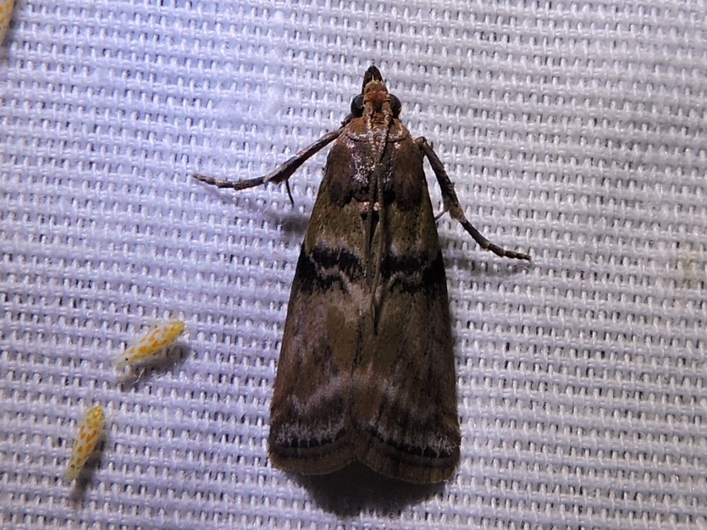 Poplar bud borer moth