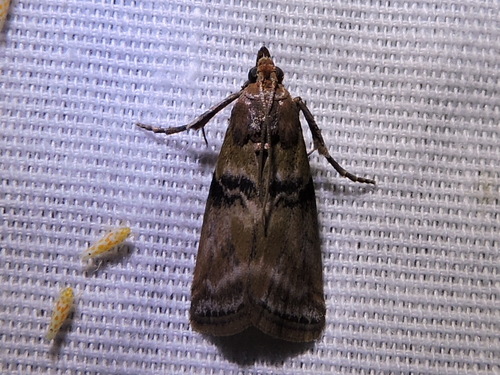 Poplar bud borer moth