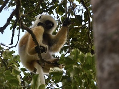 Propithecus diadema