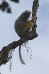 Propithecus diadema