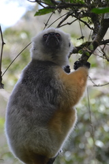 Propithecus diadema