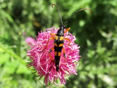 Strangalia attenuata