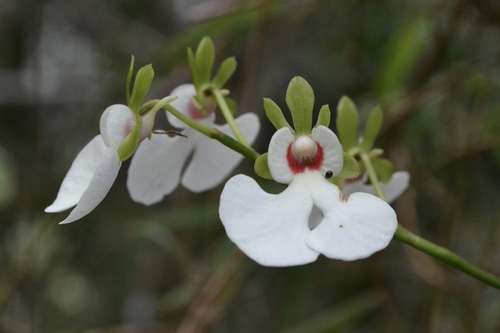 Oeonia rosea