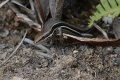 Trachylepis gravenhorstii