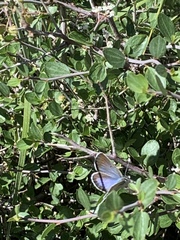 Icaricia icarioides austinorum
