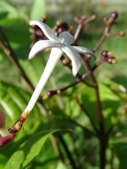 Palicourea domingensis